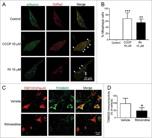 Figure 10. Rilmendine induces excessive mitophagy and mitochondrial depletion in spinal motor neurons of SOD1G93A mice. (A) Photomicrographs of NSC-34 cells transfected with mt-Rosella plasmid and treated with CCCP (positive control) or rilmenidine. In CCCP- and rilmenidine-treated cells, there is a significantly increased proportion of dsRed-positive puncta without pHluorin (arrowheads), indicating fusion of mitochondria and lysosomes. (B) Quantification of the percentage of dsRed-positive cells relative to total transfected cells. Data represent mean ± SD, n = 2 independent experiments, **p<0.01 and ***p<0.001 using a one-way ANOVA. (C) TOMM20 immunohistochemical analysis in lumbar spinal cords of vehicle- and rilmenidine-treated SOD1G93A mice. (D) Quantification of TOMM20 immunoreactivity showing mitochondrial depletion in RBFOX3/NeuN-positive motor neurons of rilmenidine-treated mice Data represent mean ± SD, n = 4 mice per group, *p<0.05 compared to vehicle-treated mice using an unpaired t-test.