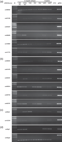 Fig. 4. RT-PCR assessing U. maydis transcript levels in different cell types and during in planta pathogenic development. Genes putatively identified as (a) Ustilago maydis specific, or (b) pathogen specific. (c) The genes ncRNA1 and um12316. (d) RT-PCR controls. M: marker; DIK: dikaryon; D132: diploid; f+: filamentous; TDO: dormant teliospore; FB1, FB2: haploid cells; DPI: days post infection; gDNA: genomic DNA; NTC: no template control.