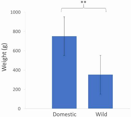 Figure 1. Average weight (g) of 12 females from the wild and domestic groups. Domestic females were statistically heavier than small females (paired t-test, p-value <0.01).