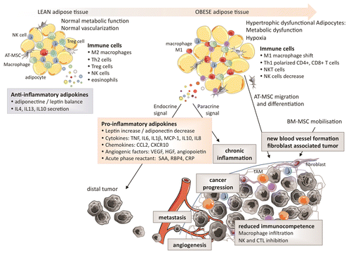Figure 2. Characteristics of the adipose tissue in leanness and obesity and their impact on the tumor microenvironment. The secretion of pro-inflammatory cytokines by adipocytes favor the expansion of tumor-infiltrating macrophages and limit immunocompetence.