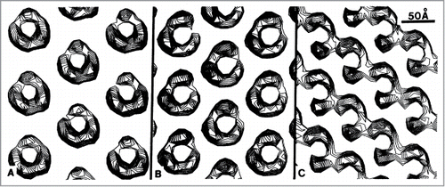 Figure 2. Filtered projection views of membrane-bound AcChoR pentameric oligomers displayed as density contour maps. The maps clearly show an aperiodic crystalline configuration. (A) Reconstructed from the structurally better preserved A surface of the tube. The stain-filled groove faces to the left for 5 of 7 tubes. (B) Reconstructed from the A surface of the tube. The groove faces to the right for 2 of 7 tubes. (C) Reconstructed from the more distorted B surface of the tube. All images are oriented such that the tube axis is vertical. The a lattice direction is always parallel to the tube axis; the b lattice direction is 125 degrees clockwise from a in A and B and is 132 degrees counterclockwise from a in C. From ref.9 and used with permission.