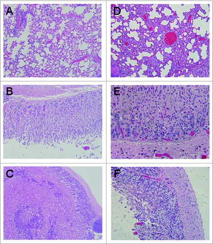 Figure 5. Histopathologic examination in BALB/c mice post-challenge with AT (HE stain, 100×). (A). mice vaccinated with rATB showing mild inflammatory cells and alveoli fibrosis in the lung. (B). mice vaccinated with rATB showing normal stomach. (C). mice vaccinated with rATB showing villi slightly shortened and rare necrotic epithelial cells in the intestine. (D). mice vaccinated with PBS showing severe inflammatory infiltrates and alveoli extension in the lung. (E). mice vaccinated with PBS showing numerous apoptotic cells in the stomach. (F). mice vaccinated with PBS showing numerous apoptotic and necrotic cells in the intestine.