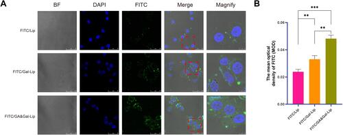 Figure 3 Cellular uptake of different liposomal formulations. (A) The cellular uptake of FITC-labeled Lip, FITC-labeled Gal-Lip and FITC-labeled GA&Gal-Lip by BEL7402 cells for 0.5 h. Green and blue fluorescence represented FITC and DAPI, respectively, and the magnified images were the areas of red dotted frames circle. (B) Quantitative histogram of the mean optical density of FITC of different Lip. Data expressed as mean ± SD (n=3). **P < 0.01, ***P < 0.001.