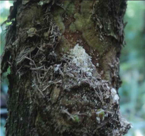 Figure A2. Power on the coffee stem-sign of CSB pest feeding.