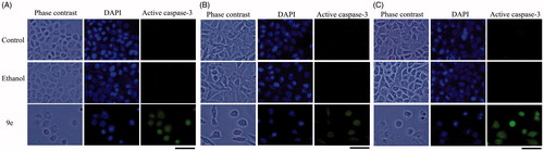 Figure 5. Compound 9e induced apoptotic death. Immunodetection of active caspase-3 by compound 9e on CaSki (A), MDA-MB-231 (B) and SK-Lu-1cultures (C).