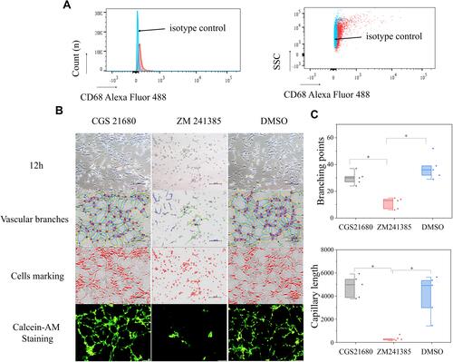 Figure 5 The role of ADA2AR on tube formation in vitro. (A) Rabbit anti-CD68/Alexa Fluor 488 antibody was used to identify the macrophages and rabbit IgG/Alexa Fluor 488 was the isotype control. (B) Vascular tube formation results. CGS 21680 could not promote tube formation and ZM241385 inhibited tube formation at 12h. The contrast and brightness were evenly adjusted for each picture. Images ×100; original scale bar, nonfluorescent images 100 μm; fluorescent images 50 μm. (C) Half-box graphs showed the difference between groups, *p<0.05. n=5 for each group.