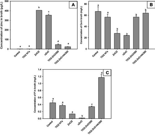 Figure 5 Total concentration of (A) zinc, (B) calcium, and (C) phosphorus, in the exposed broth after 24-hr growth of S. aureus in controls (cell culture plate without any titanium alloy disc), on TiO2 NTs, in the presence of ZnCl2 or a dispersion of nZnO particles alone, or TiO2 NTs decorated with nZnO (TiO2–ZnO/350), or also with hydroxyapatite on the coating (TiO2–ZnO–HA/350). Zinc was measured by ICP-MS and Ca and P by ICP-OES for zinc. Different letters indicate statistically significant differences (Kruskal–Wallis, P<0.05) between the type of coating for each measurement. Data are mean ± SEM, n=6 replicates per treatment.