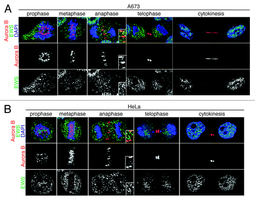 Figure 3. EWS colocalizes with Aurora B at the midzone in A673 and HeLa cells. Single Z-section images of (A) Top, merged images with DNA stained using DAPI (blue), Aurora B (red) visualized using anti-Aurora B antibody, and EWS (green) via anti-EWS antibody; middle, Aurora B visualized with anti-Aurora B antibody; bottom, EWS visualized with anti-EWS antibody in A673 cells; (B) top, merged images with DNA stained with DAPI (blue), Aurora B (red) visualized with anti-Aurora B antibody and EWS (green) with anti-EWS antibody; middle, Aurora B visualized with anti-Aurora B antibody; bottom, EWS visualized with anti-EWS antibody in HeLa cells. Higher magnification images of midzone are shown in the boxed area in anaphase images obtained from both A673 and HeLa cells (A and B).