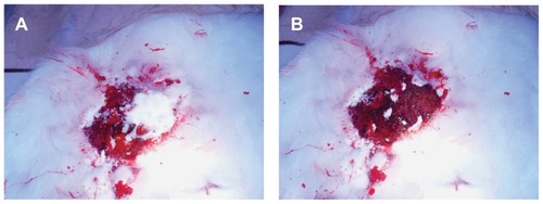 Figure 9 Comparison of hemostasis in rabbit skin injury (control wound bleeding): nanoporous bioglass containing silver (n-BGS) (A) and non-nanoporous BGS (B).