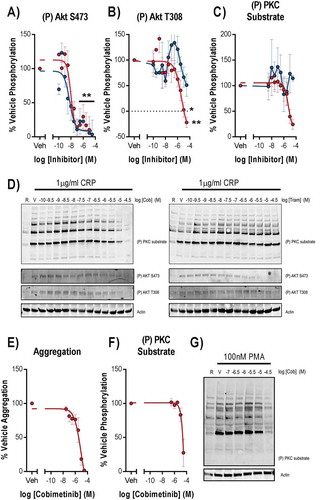 Figure 5. Inhibition of phosphorylation of the MEK substrate, ERK does not correlate with inhibition of platelet activation markers. Washed human platelets were pre-treated with increasing concentrations of cobimetinib or trametinib (0.1 nM-30 µM) for 10 minutes prior to stimulation with (a-d) CRP (1 µg/ml) for 90 seconds and (e) PMA (100 nM) for 10 minutes under aggregating conditions for 90 secs before lysis in SDS Laemmli sample buffer, and western blotting for phosphorylation of (a) Akt S473, (b) Akt T308 and (c) and (f) total PKC substrates using phospho-site specific antibodies. Levels of total phosphorylation were quantified and expressed as a percentage of vehicle-treated-stimulated controls and actin was used to confirm equal loading. (d) and (g) representative blots shown. (e) the extent of platelet aggregation was monitored after 5 minutes of shaking using an optical light transmission plate based aggregometry assay, and concentration response curves were plotted. Results are mean and ±S.E.M. for n ≥ 3, * p < 0.05, ** p < 0.01 relative to vehicle-treated controls.