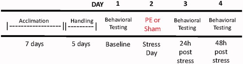 Figure 1. General experimental procedure for all studies. Forty-two of 61 rats were tested at the 48-h timepoint.