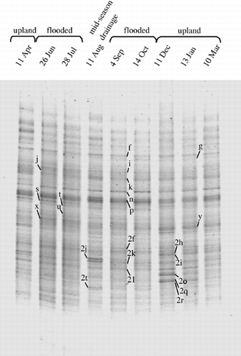 Figure 1  Denaturing gradient gel electrophoresis pattern of bacterial communities in the plow layer soil based on DNA analysis. Bands with arrows were excised and subjected to sequencing (see Table 1).