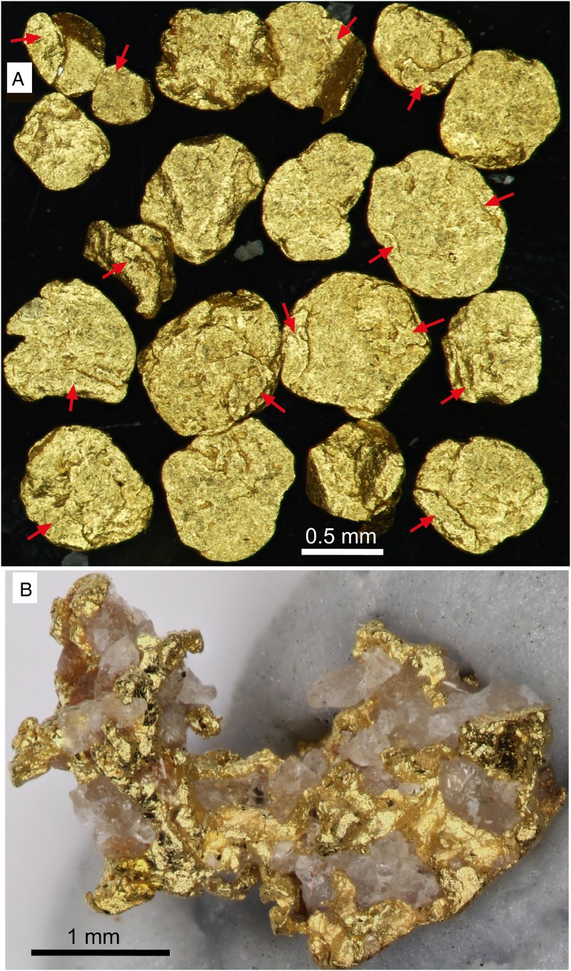 Figure 8 Detrital gold from Waimumu Quartz Gravels at Waimumu Stream mine. A, Detrital flakes (lying flat), with locally folded rims (indicated with red arrows). B , Small nugget with crystalline gold intergrown with prismatic quartz crystals.
