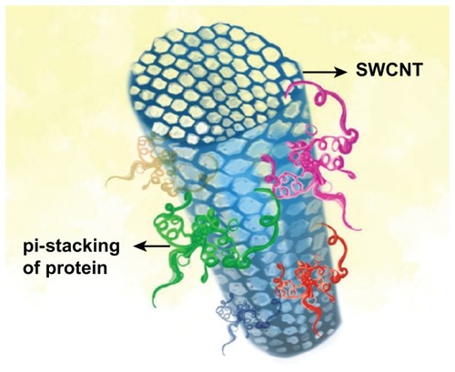 Figure 2 π–π stacking interaction between single-walled carbon nanotube (SWCNT) and protein molecules.