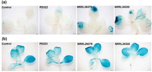 Figure 5. Expression of two defence-related genes in leaves of A. thaliana after exposure to fungal VCs. Transgenic A. thaliana Col-0 seedlings containing PR1::GUS (a) and PDF1.2::GUS (b), respectively, were co-cultivated with PDA only (control), V. dahliae (PD322) and F. oxysporum (NRRL26379 and NRRL38335) for 7 days. Blue staining indicates the activity of expressed GUS in planta. Scale bar = 500 μm.