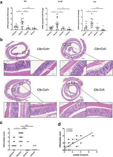 Figure 4. The cnf1 gene limits CoPEC-induced colonic inflammation in ApcMin/+ mice. ApcMin/+ mice were orally administered 109 colony-forming units (CFU) of wild-type E. coli 21F8 (Clb+cnf+) or 109 (CFU) of its isogenic mutants: Clb+Cnf-, Clb-Cnf+ and Clb-Cnf-. Mice were killed on Day 50 after administration. (a) Kc, Il-6, Tnf-α, and Il-1β mRNA levels in the colonic mucosa were quantified by Qrt – PCR. The data points represent values for each individual mouse. Data are presented as means ± SEMs. (b) Representative images of H&E-stained colonic sections showing submucosal edema and inflammatory cell infiltration. (c) Inflammation score for each individual mouse, with the bars indicating median values. (d) Correlation between the inflammation score and the number of tumors [Clb+cnf+ (++, n = 10); Clb+Cnf- (+ -, n = 10); Clb-Cnf+ (- +, n = 7) and 7 Clb-Cnf- (- -, n = 10)]. The given r values indicate Spearman’s rank correlation, and the P value represents the significance of the test result. Statistical analysis was performed by the Kruskal–Wallis test (*P < 0.05, **P < 0.01, ***P <0 .001, ****P < 0.0001).