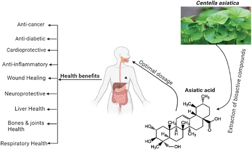 Figure 1. Major source, chemical structure and health benefits of asiatic acid.
