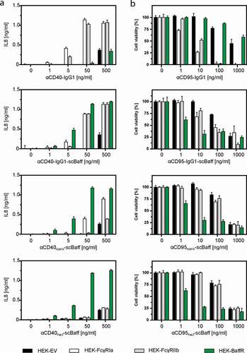 Figure 3. Effect of FcγR- and BaffR-binding on the agonistic activity of CD40- and CD95-specific antibodies and antibody-scBaff fusion proteins. (a,b) HT1080-CD40 (a) and HT1080 cells (b) were seeded in 96-well plates and were incubated the next day with HEK293 cells transiently transfected with empty vector (EV) or expression plasmids encoding the stimulatory Fcγ receptor FcγRIa, the inhibitory Fcγ-receptor FcγRIIb or BaffR along with increasing concentrations of the indicated CD40- (a) and CD95-specific (b) antibodies and antibody fusion proteins. In the case of the CD95-specific reagents 2.5 µg/ml CHX was added to sensitize HT1080 cells for apoptosis induction. The next day, CD40-mediated IL8 induction was quantified by ELISA (a) and CD95-induced apoptosis was quantified by crystal violet staining of the surviving adherent cells (b).