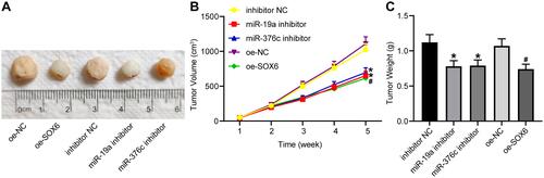 Figure 6 miR-19a-3p and miR-376c-3p inhibitor contributes to suppression of tumorigenesis of HCC cells in vivo. (A) Representative figures for tumors of nude mice. (B) The tumor volume after tumorigenesis in nude mice. (C) The tumor weight after tumorigenesis in nude mice. The measurement data were depicted as mean ± standard deviation. Comparisons among multiple groups were analyzed by one-way ANOVA or two-way ANOVA. n = 5 nude mice. *p < 0.05 vs the inhibitor NC group; #p < 0.05 vs the oe-NC group.