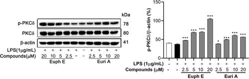 Figure 9 Euph E and Euri A promoted PKCδ activation in macrophages. Cells were co-incubated with LPS (1 μg/mL) for 30 min after pretreated with Euph E or Euri A for 1 h. Protein extracts were then analysed for PKC-δ phosphorylation by Western blotting. Actin was assessed as a loading control. The experiments were performed in triplicate (Supplementary Figure S9). Compared with LPS group, *P<0.05, ***P<0.001.