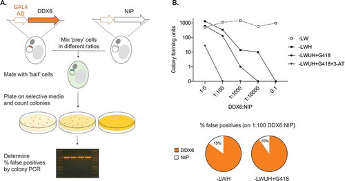 Figure 3. DDX6-sfRNA binding can be picked up in a Y3H pilot screen with high sensitivity. (A) Y187 clones expressing DDX6 as ‘prey’ were mixed with clones expressing a non-interacting protein (NIP) in five different ratios prior to mating with YBZ2 cells expressing the DENV2 sfRNA as bait. Diploids were plated on non-selective (-LW) and increasingly stringent selective media (-LWH, -LWUH + G418, and -LWUH + G418 + 1 mM 3-AT), the number of Y3H colonies were counted after 7 days, and the percentage of true (amplicon ~2kb) and false positives (~3 kb) determined by colony PCR. (B) Top: number of Y3H colony forming units (CFU) formed on different media. CFUs were corrected for mating efficacy using CFUs on -LW medium. Below: distribution of ‘prey’ ORFs identified using colony PCR on the plates where DDX6 was outnumbered 1:100 with NIP