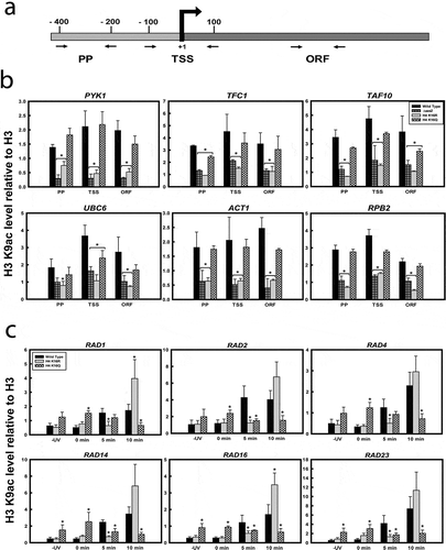 Figure 3. H3K9 acetylation in wild-type and H4K16 mutants at the gene level. ChIP q- PCR analyses on chromatin isolated from wild type and the H4K16 mutant strains treated with or without UV radiation at 100 J/m2 followed by repair incubation for 5 or 10 min respectively, with anti-acetyl H3K9 antibody. (a) Schematic showing primers used for ChIP-qPCR, specific to promoter proximal region (PP), transcription start site (TSS) and mid ORF region (ORF) of genes. The levels of H3K9 acetylation in wild-type and H4K16 mutant cells were normalized to ChIP data of the same regions with anti-H3 antibody and graphically plotted to represent (b) constitutively expressing genes or (c) around the promoter and TSS region of UV-inducible genes. Data represent the mean for three independent experiments with standard error of mean bars and asterisks indicate t-test significant P values < 0.05