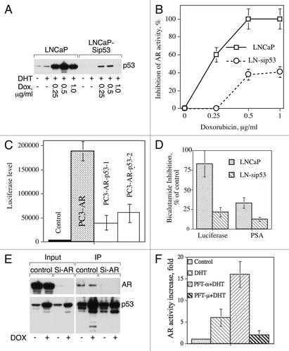 Figure 1. (A) DOX induces p53 in LNCaP to higher level compared with LNCaP-sip53 transfectants. Cells were treated for 24 h with indicated doses of DOX and p53 expression was examined using western blot analysis. (B) Inhibition of p53 diminishes doxorubicin-dependent inhibition of AR activity. Cells were cultured for 3 d in SFC and then treated for 24 h with indicated doses of DOX in the presence of 10 nM DHT. To measure AR-dependent transactivation, pARE-Luc luciferase reporter construct was introduced in prostate cancer cell lines. To estimate luciferase activity, cells were harvested by trypsinization, washed in PBS, and lysed in reporter lysis buffer (200 µL, Promega). Luciferase chemiluminescence activity was measured using the luciferase assay kit (Promega). Sample aliquots (20 µL) were assayed for light emission with luminometer (MLX Dynex Technology, Inc.). The values of the luciferase assay were normalized with respect to protein concentration. (C) p53 decreases AR activity in PC3-AR. PC3-AR cells containing the wild type of AR were obtained from Dr. Theodore Brown, and was previously described.Citation13 PC3-AR cells containing ARE-Luc insert were transfected with pPS-wtp53 vector and 48 h after transfection were treated for 24 h with 10 nM DHT. p53 expression was confirmed by western blot analysis. AR activity was measured as described in legend to (B). (D) Inhibition of p53 decreases bicalutamide-dependent inhibition of AR activity. Cells were cultured for 3 d in SFC and then treated for 24 h with 10 nM DHT in the absence or presence of 50 μM bicalutamide. AR activity was measured as described in legend to (B). The levels of prostate specific antigen (PSA) secreted by LNCaP cells were assessed by PSA enzyme immunoassay kit (MP Biomedicals). (E) Antibody to p53 co-immunoprecipitates AR. Control cells were cultured in FCS or treated with 50 nM of lyposomal siRNA AR for 72 h. Two mg of cell lysates proteins were incubated overnight with goat antibodies to human p53 covalently bound to Sepharose beads (R&D Systems) and bound proteins were eluted using sample buffer. AR and p53 expression was examined using western blot analysis. (F) Pifithrin-α (PFT-α) but not pifithrin-μ (PFT-μ) increases AR activity. LNCaP was treated for 24 h with 10 nM DHT either alone or in the presense of 20 μM PFT-α or PFT-μ. AR activity was measured as described in legend to (B). Each point or column in Figures B–D and F represents mean value of four replicates in one of two separate experiments with similar results.