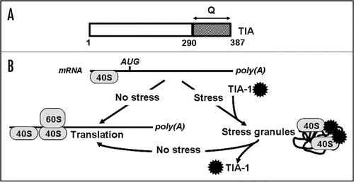 Figure 3 Formation of the stress granules. Schematic structure of TIA protein. (Q) the Q-rich stretch. Other designations are as in Figure 1B Model showing formation of stress granules. Ribosome subunits are shown as ovals and TIA as black asterisk. See text for more details.