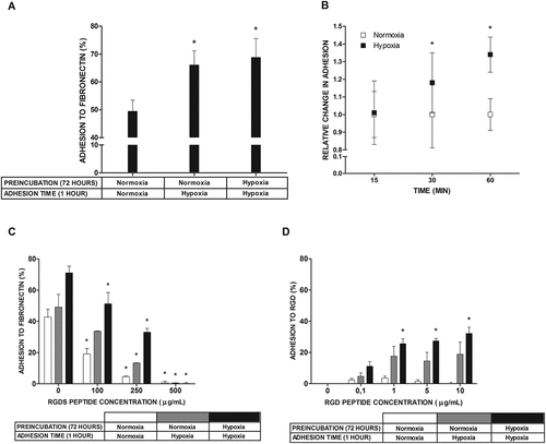 Figure 2. Adhesion to FN and RGD peptide under normoxic and hypoxic conditions. (a) Percentage of adhesion to FN estimated after 1 hour and 72 hour incubation in 5% (Hypoxia) oxygen. Mean ± SEM. * p < 0.05, repeated measures ANOVA followed by Tukey’s test. (b) Relative change in adhesion estimated after shorter periods of time compared with 1 hour incubation in 5% (Hypoxia) oxygen. Adhesion in 21% (Normoxia) oxygen was arbitrarily accepted as 1. Mean ± SEM. * p < 0.05, paired t-test. (c) Adhesion after 5 minutes of preincubation with different concentrations of RGDS peptide after 1 hour and 72 hours of incubation in 21% (Normoxia) and 5% (Hypoxia) oxygen. Mean ± SEM. * p < 0.05, repeated measures ANOVA followed by Dunnett’s test. (d) Percentage of adhesion to various concentrations of RGD peptide estimated after 1 hour and 72 hour incubation in 1% (Hypoxia) oxygen. Mean ± SEM. * p < 0.05, ANOVA on ranks followed by Student-Newman-Keus post hoc