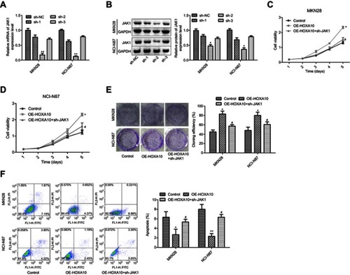 Figure 4 HOXA10 promoted cell viability and inhibited cell apoptosis through activating JAK1 signaling in gastric cancer. (A–B) qPCR and Western blotting assays were executed to determine the mRNA and protein expression of JAK1 after MKN28 or NCI-N87 cells were transfected with sh-JAK1 or sh-NC. (C–D) MTT assay was used to test cell proliferation after MKN28 or NCI-N87 cells were transfected with OE-HOXA10 or OE-HOXA10+sh-JAK1. (E) Cell cloning formation abilities were assessed by cloning formation assay after MKN28 or NCI-N87 cells were stably transfected with OE-HOXA10 or OE-HOXA10+sh-JAK1. (F) Cell apoptosis population was determined by flow cytometry assay after MKN28 or NCI-N87 cells were transfected with OE-HOXA10 or OE-HOXA10+sh-JAK1. (*P<0.05, **P<0.01, OE-HOXA10 group compared with control group; #P<0.05, OE-HOXA10+sh-JAK1 group compared with OE-HOXA10 group).