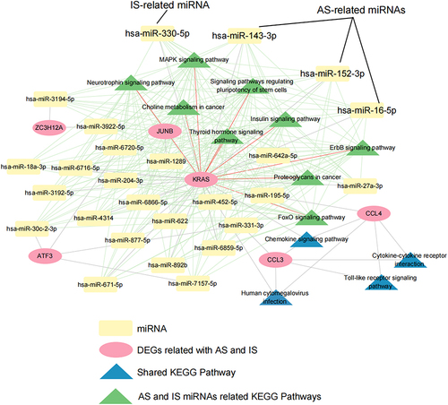 Figure 9 miRNA-6 hub genes-KEGG pathway network. Red, yellow nodes represent 6 DEGs and related miRNAs, blue and green nodes represent 6 genes related to KEGG and overlapped 9 KEGG pathways; the Green line represents miRNA-KEGG, the grey line represents miRNA-DEGs, the red line represents KRAS- overlapped 9 KEGG pathways.
