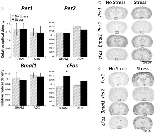 Figure 5. Experiment 2: Effect of stress and adrenal status on gene expression in the SCN. (A) Acute restraint stress had no effect on Per1, Per2, and Bmal1 mRNA expression. Stress increased cFos mRNA in the suprachiasmatic nucleus (SCN) of SHAM rats only. Data are presented as mean ± SEM (*stress effect within same adrenal status conditions [sham or adrenalectomized]; p < .05, FLSD, n = 4–7 rats per treatment group). (B and C) Representative autoradiographs under no stress or stress conditions of SHAM (B) and adrenalectomized (ADX) (C) rats; the SCN is located within the box. See Table 2 for statistical details.