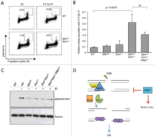 Figure 4. Analysis of cell cycle progression after ionizing radiation in the absence of BLM, EXO1 and 53BP1.