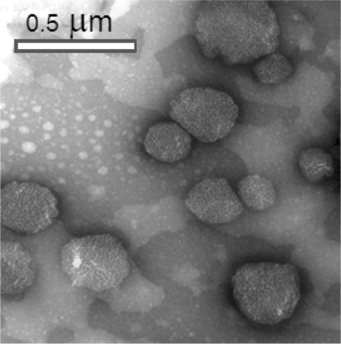 Figure 3.  TEM micrographs of methotrexate-pectin nanoparticle.