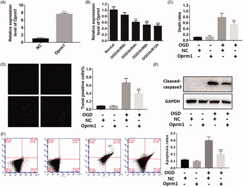 Figure 2. Functional analysis of lncRNA Oprm1 in vitro. (A) Overexpression of Oprm1 was verified by qPCR. (B) Oprm1 was down expressed with the development of reperfusion. (C) Overexpression of Oprm1 significantly alleviated cell apoptosis induced by OGD. (D) Tunel assay suggested that Tunel positive cells were significantly reduced in Oprm1 group. (E) Cleaved-caspase3 was decreased in Oprm1 overexpressed group. (F) Overexpression of Oprm1 significantly reduced the cell apoptosis using flow cytometry. **p < .01, ***p < .001.