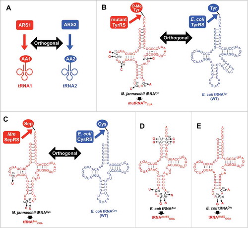 Figure 1. Development of orthogonal tRNAs. (A) Conceptual scheme of orthogonal ARS/tRNA pairs. ARS1 specifically charges amino acid 1 (AA1) onto tRNA1, but not onto tRNA2. Conversely, tRNA2 is exclusively charged with amino acid 2 (AA2) by ARS2, but not with AA1 by ARS1. (B) Mutant TyrRS/tRNATyr CUA pair orthogonal to the E. coli wild-type (WT) TyrRS/tRNATyr pair. The mutant TyrRS was developed based on M. jannaschii TyrRS to charge O-methyltyrosine instead of tyrosine on M. jannaschii tRNATyr or mutRNATyr CUA. The mutRNATyr CUA has 5 nucleotide substitutions, C17A, U17aG, U20C, G37A, and U47G, to improve the orthogonality as well as the anticodon substitution from GUA to CUA to decode UAG codon. (C) Methanococcus maripaludis (Mm) SepRS/tRNASep CUA pair orthogonal to the E. coli wild-type (WT) CysRS/tRNACys pair. The tRNASep CUA was designed based on M. jannaschii tRNACys with 3 nucleotide changes (C20U, G34C, and C35U). (D) Secondary structure of tRNAAsnE2 GGA designed based on E. coli tRNAAsn. Nucleotide changes at the acceptor stem are introduced to give orthogonality to the other E. coli ARS/tRNA pairs. (E) Secondary structure of tRNAGluE2 GGA designed based on E. coli tRNAGlu.