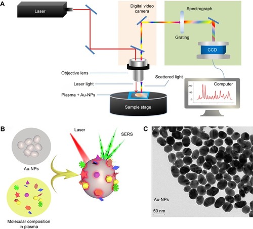 Figure 1 (A) Schematic diagram of the SERS analysis of blood plasma. (B) The mechanism of SERS based on Au-NPs. (C) TEM image of Au-NPs.Note: The scale bars indicate 50 nm.Abbreviations: AU-NPs, gold nanoparticles; CCD, charge coupled device; SERS, surface-enhanced Raman spectroscopy; TEM, transmission electron microscopy.