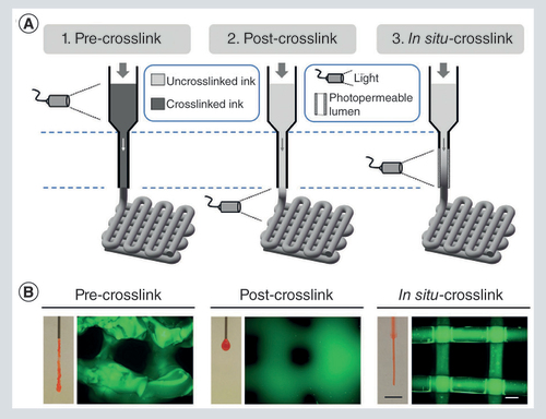 Figure 3. Laser-assisted gelling method with different strategies. (A) Schematic diagram depicting three different cross-linking strategies (precross-link, postcross-link and in situ cross-link) for bioprinting photo-cross-linkable inks. The in situ cross-linking process involves light exposure through a photopermeable capillary, during continuous extrusion, prior to deposition. (B) Representative images of nozzles with extruded material and printed lattice structure.Reproduced with permission from [Citation80] © John Wiley and Sons Inc. (2017).