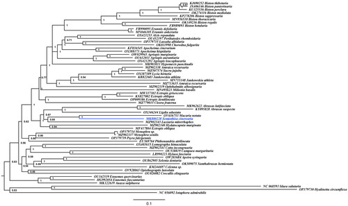 Figure 3. The Bayesian inference (BI) phylogenetic tree was reconstructed based on published mitochondrial genome sequences of subfamily Ennominae and two species of subfamily Geometrinae were used as outgroup. GenBank accession numbers were indicated before the species names. Numbers at the nodes indicated Bayesian posterior probability values.