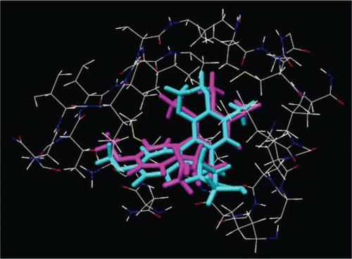 Figure 4.  Binding conformations of the docked CN2 (cyan) and crystal CN2 (magenta) at the active site of tubulin.