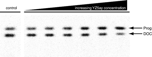 Figure 4 Autoradiographic detection of steroid hydroxylation activity. Cells of strain CAD18 were incubated with increasing concentrations of the CYP17 inhibitor YZ5ay as described in “Materials and methods”. Steroids were extracted with chloroform, separated by HPTLC and analyzed using a PhosphoImager. CO: control reaction of strain CAD18 cells (solvent only). Subsequent six lanes contain CAD18 incubations with increasing concentrations of YZ5ay from the left to the right. Prog: progesterone (substrate); DOC: 11-deoxycorticosterone (product)