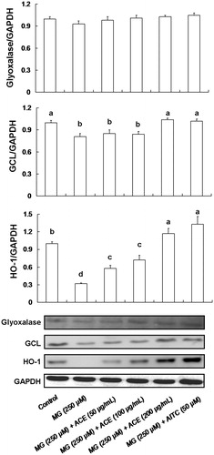 Figure 5. Effects of ACE (50–200 μg/mL) and AITC (50 μM) on glyoxalase, GCL, and HO-1 expression in MG (250 μM)-induced Neuro-2A cells. The Neuro-2A cells were pre-treated with ACE or AITC for 6 h. In turn, the cells are treated with MG for 24 h. MG, methylglyoxal; AITC, allyl-isothiocyanate; ACE, Actinidia callosa peel ethanol extracts. Data are shown as mean ± SD (n = 3). Different letters indicate significant differences (p < 0.05).