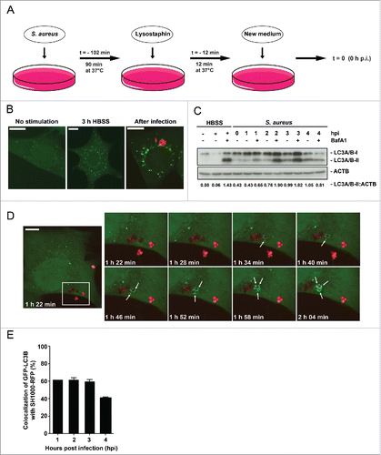 Figure 1. Enclosure of intracellular S. aureus into GFP-LC3B-positive compartments. (A) Schematic representation of our experimental design. Eukaryotic cells were incubated with S. aureus for 90 min at 37°C. Afterwards, all extracellular bacteria were killed by the addition of lysostaphin. After 12 min incubation at 37°C the media was changed and recording of the experimental process started with time point 0 h postinfection (hpi). (B) NIH/3T3 cells stably expressing GFP-LC3B were either starved 3 h in HBSS, left untreated (no stimulation) or infected with RFP-expressing S. aureus for 1 hpi. Subsequently, cells were fixed and analyzed by confocal microscopy for GFP-LC3B expression as well as RFP-expressing S. aureus. Scale bars: 12 µm. (C) Wild-type MEF cells were infected with wild-type SH1000 for the indicated time periods. Uninfected cells and cells starved for 3 h in HBSS (with and without 100 nM Baf A1 for the last 2 h of culturing to prevent LC3-II degradation) served as negative and as positive controls, respectively. Cellular lysates were prepared and analyzed by immunoblotting using indicated antibodies. Normalization of ACTB/actin in comparison to LC3A/B-II expression was analyzed by ImageJ. (D) NIH/3T3 GFP-LC3B cells were infected with SH1000-RFP and recorded via live-cell imaging (recording 3 time points/min), shown are 8 time points. Arrowheads show the appearance of LC3B-positive puncta to intracellular S. aureus. Scale bars: 11 µm. (E) Quantification of the experiment shown in (D) for 1, 2, 3 and 4 hpi. The percentage of intracellular S. aureus colocalizing with GFP-LC3B is shown. 50 cells per time point were analyzed. Data are represented as mean ± SEM of 2 independent experiments.