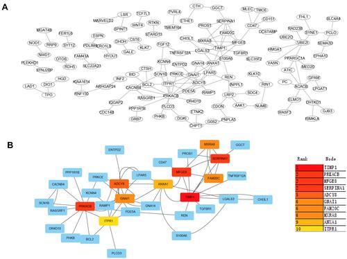 Figure 11 The protein–protein interaction (PPI) networks. (A) PPI network visualization. (B) Top 10 hub genes ranked by score using MCC method. The hub gene was highlighted with red color, and the node with blue was related genes associated with hub genes.