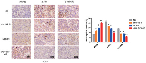 Figure 7 Representative images of immunohistochemical (IHC) staining of the PTEN, p-Akt, and p-mTOR proteins in xenograft mouse tumor samples (*P < 0.05, **P < 0.01 vs NC group).