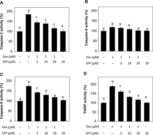 Figure 4 Sulforaphane (SFP) suppresses dexamethasone (Dex)-induced caspase activation (A, B, and C) and poly adenosine diphosphate ribose polymerase (PARP) cleavage (D) in MC3T3-E1 cells.