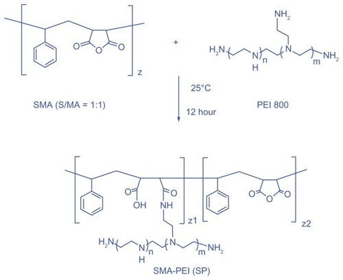 Scheme 1 Synthesis of comb-shaped copolymer SP. A two-fold excess of PEI 800 to SMA was used to avoid a possible cross-linking side reaction.Abbreviations: SMA, poly(styrene-co-maleic anhydride); SP, polyethyleneimine 800 conjugated poly(styrene-co-maleic anhydride); PEI, polyethyleneimine.