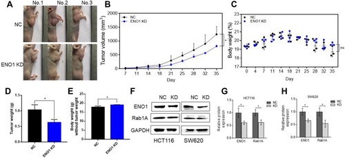 Figure 5 Knockdown of ENO1 suppressed CRC tumor growth in vivo and downregulated Rab1A expression in CRC cells. (A) Representative images of nude mice inoculated with CRC cells transfected with control shRNA (NC) or shENO1 (ENO1 KD). (B) Tumor volumes in the different groups measured twice a week over 5 weeks. Data are presented as the mean ± S.E.M. (D) Tumor weight of different groups. Data are presented as the mean ± S.E.M. (E) The body weight of the mice after subtraction of tumor weight. Data are presented as the mean ± S.E.M. (F) Immunoblot showing expression levels of ENO1 and Rab1A in the SW620 cells/HCT116 cells transfected with shENO1 (KD) and control shRNA (NC). (G, H) Quantitative analysis of the band gray values in HCT116 cells (G) and SW620 cells (H). *P < 0.05.