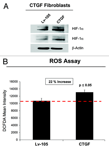 Figure 3. CTGF overexpression in fibroblasts induces a pseudo-hypoxic phenotype. (A) CTGF- and Lv-105 fibroblasts were analyzed by immunoblotting with antibodies against HIF-1α. Note that HIF-1α levels are augmented in CTGF-fibroblasts, suggesting that CTGF induces a pseudo-hypoxic state. Two different exposures are shown. β-actin was used to assess equal protein loading. (B) To evaluate if CTGF expression drives oxidative stress, we performed a ROS assay. CTGF overexpression induces a 20% increase in ROS production, as compared with control cells. p < 0.05.