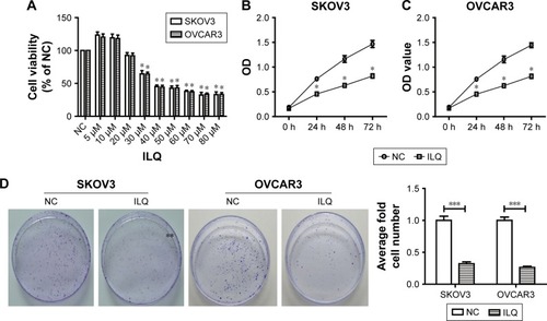 Figure 1 Isoliquiritigenin inhibits viability and proliferation of SKOV3 and OVCAR3 cells. (A) The dose-dependent effect of ILQ on ovarian cancer cells, SKOV3 and OVCAR3. ILQ has an inhibitory effect on the survival of SKOV3 and OVCAR3 cells at 20 μM. The time course effect of ILQ on the viability of SKOV3 (B) and OVCAR3 (C) cells. (D) ILQ decreases the clone formation efficiency of SKOV3 and OVCAR3 cells. *P<0.05 compared with NC; **P<0.01 compared with NC; ***P<0.001 compared with NC.
